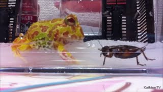 クランウェルツノガエル初給餌 Baby Pacman Frog(Ceratophrys cranwelli) First Feeding