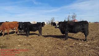 Cow Tip Tuesday Heifer Selection 2