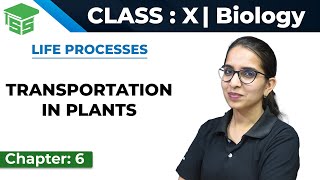 Class 10 Science | Biology | Chapter - 6 | Life Processes - Transportation in Plants