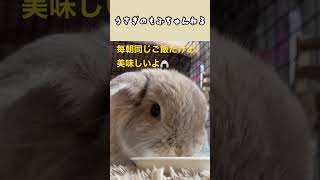 毎朝同じ朝食だけど、顔色１つ変えずにモグモグ食べるうさぎさん🐰#うさぎ #ウサギ #ホーランドロップ ＃うさぎの朝食#咀嚼音