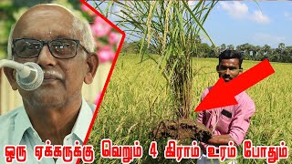 கொம்பு சீலிக்கா உரம் தயாரிக்கும் முறை | Horn silica | ஒரு ஏக்கருக்கு வெறும் 4 கிராம் உரம் போதும்