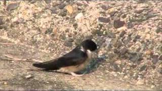 Birds of Maizuru - Japan