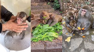 The Best of Monkey Videos - A Funny Monkeys Compilation Ep62