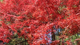 色づきはじめな秋の宮島🍂 紅葉谷公園など 🐦️🍁 2022 Early winter Miyajima⛩️❇️ Momijidani Park