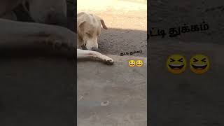 இந்த நாயை பாருங்கள் தூங்கி விழும் காட்சி 😂/dog #cutedog #dog #shorts #viral