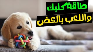 طاقة الكلب وعلاقتها بمشكلة اللعب بالعض وطريقة حل المشكلة 🐶