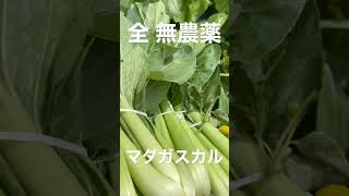 【いえっさ旅】全て無農薬 野菜 マダガスカルの市場 / All Pesticide-free Vegetables Madagascar Market