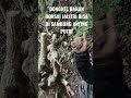 dongkel bahan bonsai jalitri berburubahanbonsai bahanbonsaijalitri dongkel