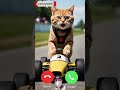 transformation when cat cute calls at 19.00 pm shorts cat catlover cute