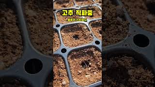 고추 직파 모종키우기 품종 스타골드 2023년 2월 21일 #shorts #괴산청결고추