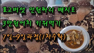 표고버섯 🍄배지1만원짜리 3만원어치 키워먹기1차 7일~9일