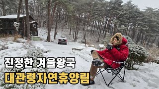 대관령자연휴양림  |  겨울왕국  |  멋진 소나무숲  |  3대여행