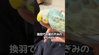 飼い主の手の上で寝そうになるそらちゃん【セキセイインコ】#インコ #セキセイインコ #parakeet #shorts