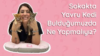 Sokakta Yavru Kedi Bulduğumuzda Ne Yapmalıyız?