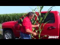 brandt agronomy update effects of nitrogen on corn