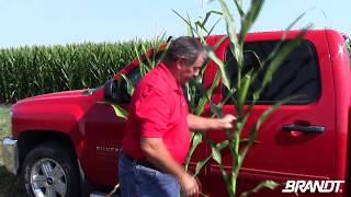 BRANDT Agronomy Update: Effects of Nitrogen on Corn