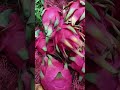 Rejected dragon fruit #tropicalfruit #dragonfruit #viralvideo #viralshorts