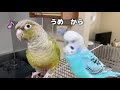 鳥同士でも人の言葉で話すのね　parakeet says no to budgie courtship