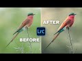 Wildlife Photo Editing with New Lightroom Tricks