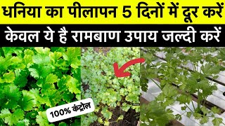 धनिया का पीलापन दूर कैसे करें | Dhaniya ka pilapan door kaise kare | Dhaniya ki kheti | Coriander