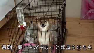 エガちゃんになる柴犬