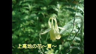 【THE PARKLODGE上高地】上高地の花～夏～