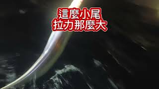 高雄外白帶魚有進了趕快釣/分享天亞上餌小技巧#船海釣#fishing #大組#天亞