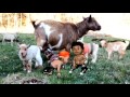 MANA DIMANA ANAK KAMBING SAYA