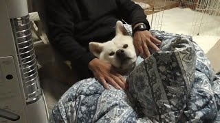 【秋田犬ゆうき】朝晩めっきり冷え込む時期となり今年もまた湯たんぽ業務が始まりました【akita dog】