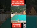 Mother cow fell in the swimming pool #mothercow #pool #swimming #cow