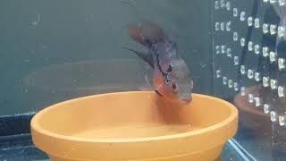 MY FIRST FEMALE FLOWERHORN FRY READY TO LAY EGGS