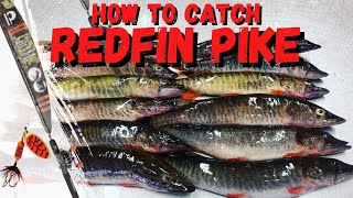 How to catch REDFIN PIKE (The perfect ROD/LURE Combo)