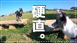 ボーダーコリーの子犬と初めてのドッグランへ