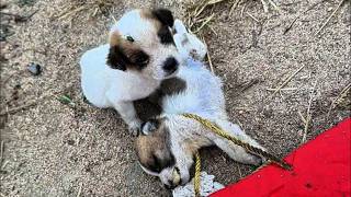 Please save him, the puppy begged, his brother had fainted from hunger