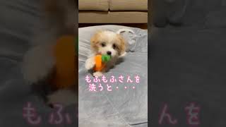 【別犬】もふもふな子犬の本当の姿 #shorts