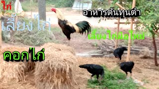 เลี้ยงไก่ มือใหม่ต้องรู้ 4 อย่างก่อนเลี้ยงไก่ อาหารไก่ต้นทุนต่ำ amazing thailand