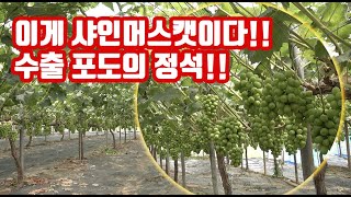 샤인머스캣!! 수출포도!! 앞으로 이런 포도가 성공!! 화성 송산포도를 모로고 있다고?? 이제 부터 포도를 배우세요!! 앞으로 관리법