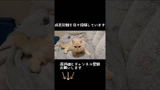 ふみふみ中に撫でてないと怒る猫 #shorts