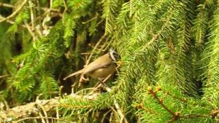 Sikorka czubatka/Crested tit/Haubenmeise