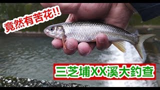 【溪釣苦花】三芝埔XX溪大釣查~竟然有苦花!!｜蝦皮愛釣魚