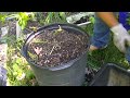 harvesting potatoes 🥔 🥔👍 come take a look.