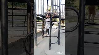 Abrish is enjoying the swings#shortvideo #trending