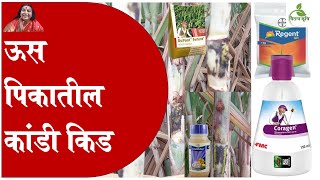 ऊस पिकातील कांडी किड, Sugarcane Internode Borer