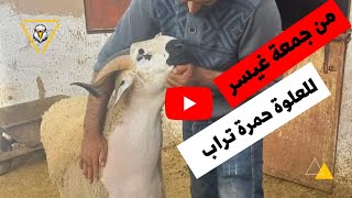 الحولي الملكي 🔥الصردي لي شرا صاحبي من عند الأخ هشام من جمعة كيسر.