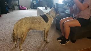 Muzzle Conditioning Step 1