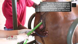 Absolute Genetics: Cattle Synchronization