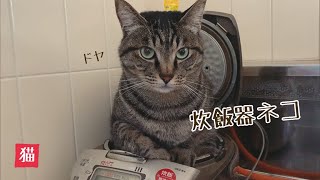 【炊飯器ネコ！】うちの猫が可愛いすぎてご飯が炊けないよ