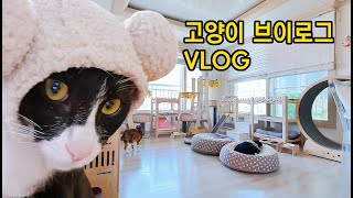 vlog/ 구조된 아기고양이 요미의 브이로그