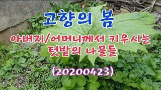 #고향의 봄(아버지,어머니께서 키우시는 텃밭의 나물들)20200423