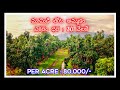 100 acre mango orchard per sale || 80,000/- #hyderabad -80 km  bhaskar gandla properties subscribe